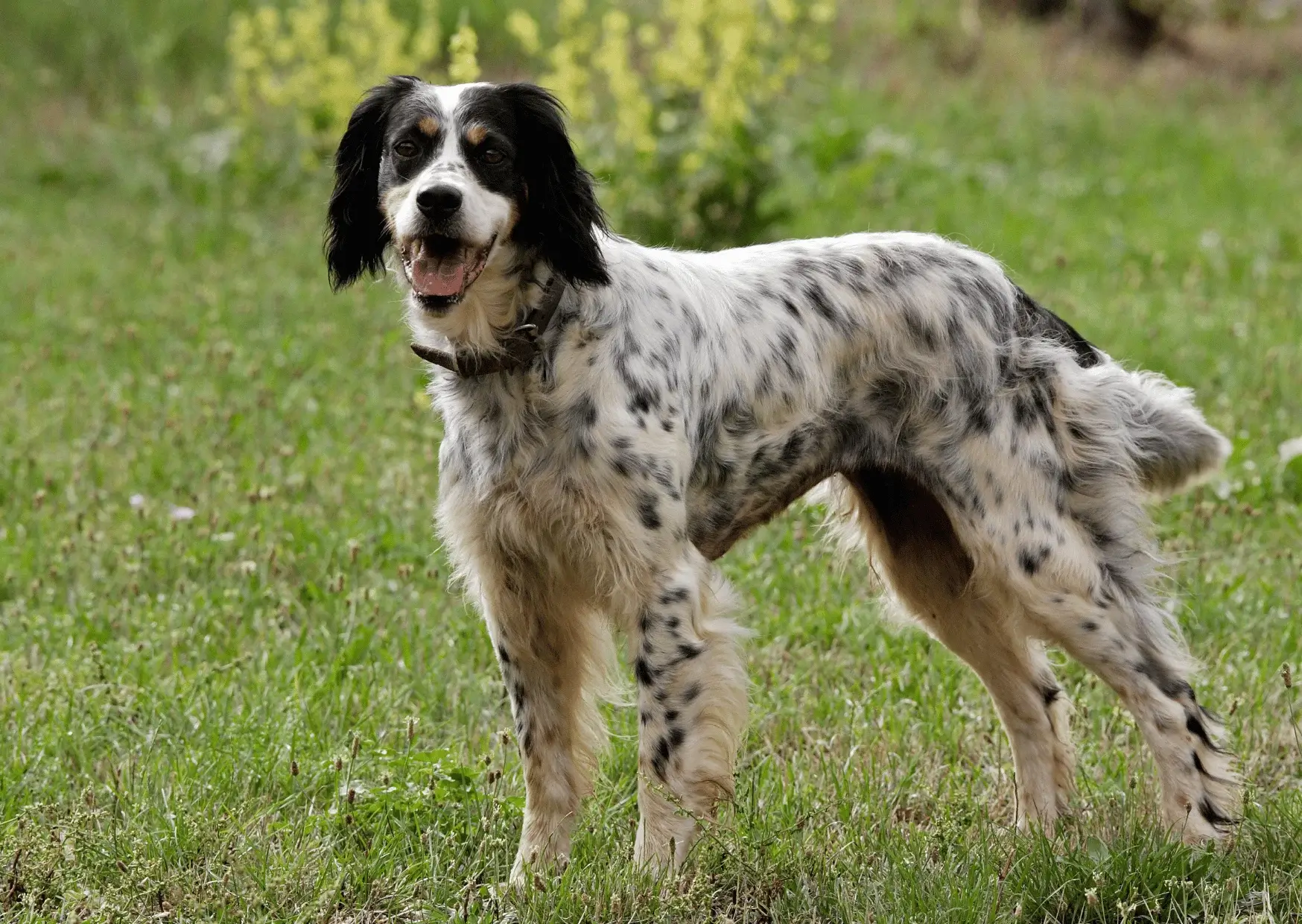 Photo de Nala